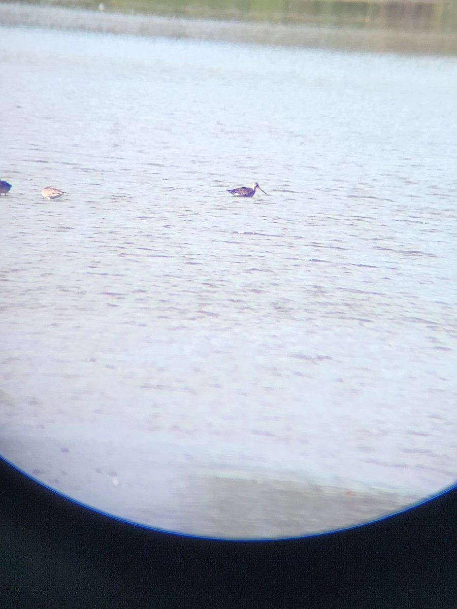 Hudsonian Godwit - ML643433848