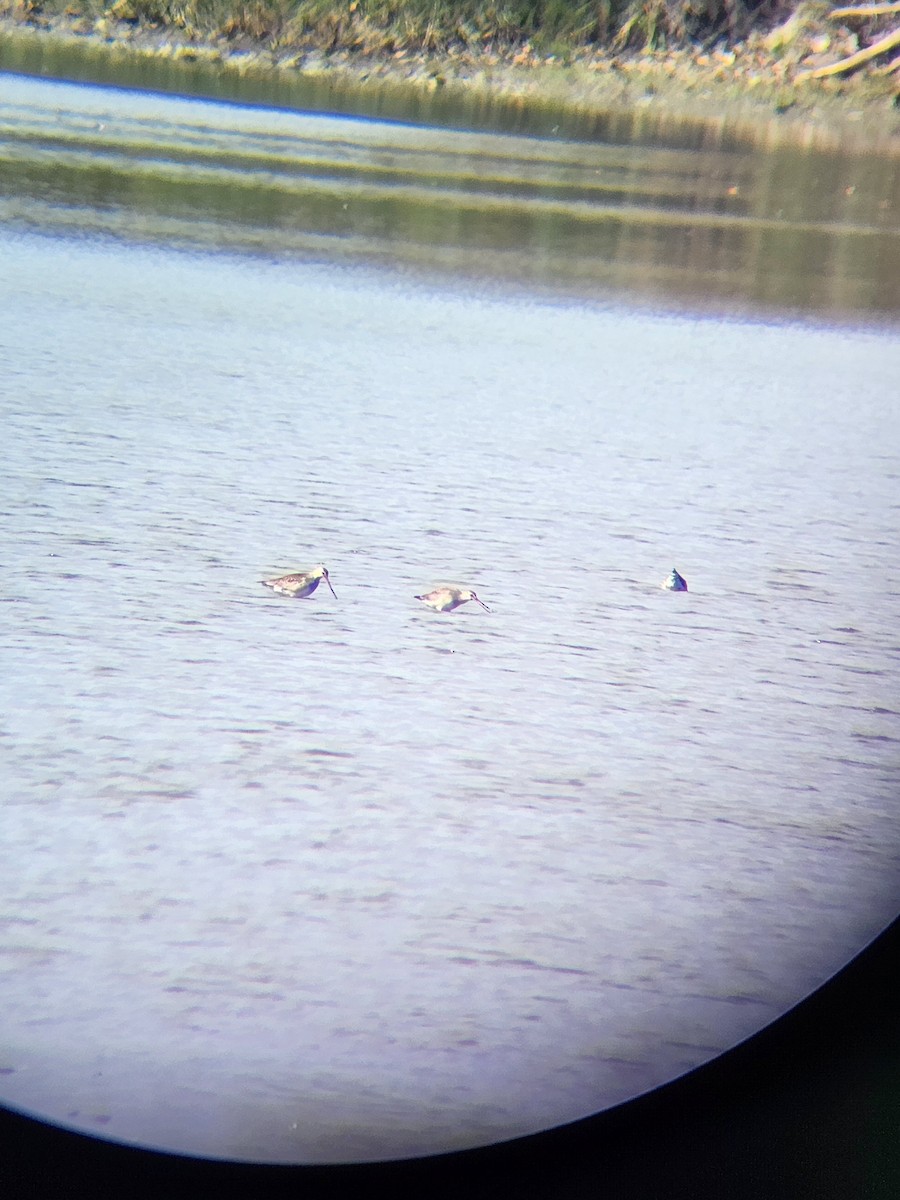 Hudsonian Godwit - ML643433850