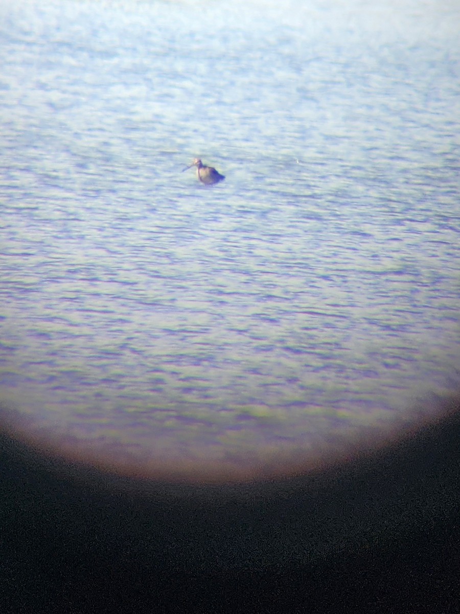 Hudsonian Godwit - ML643433851