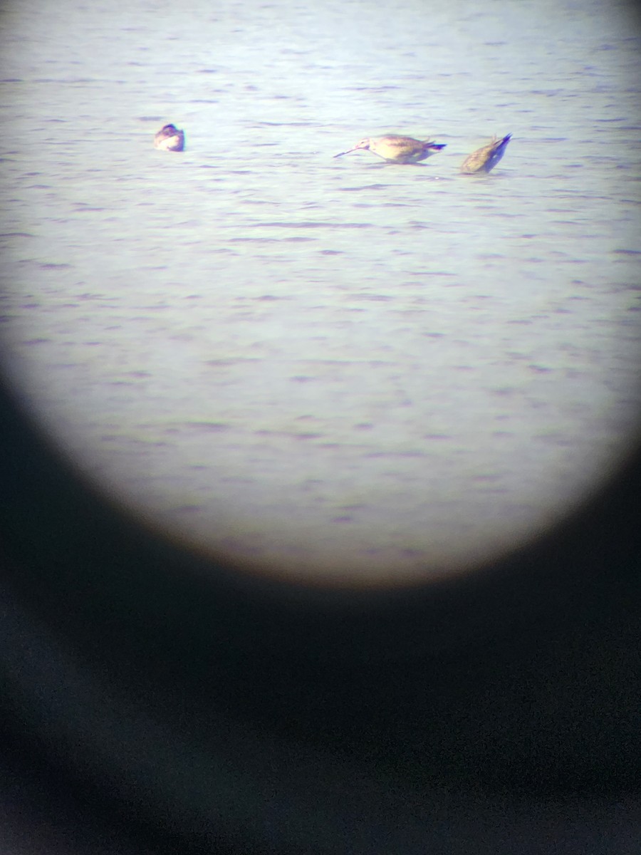 Hudsonian Godwit - ML643433852