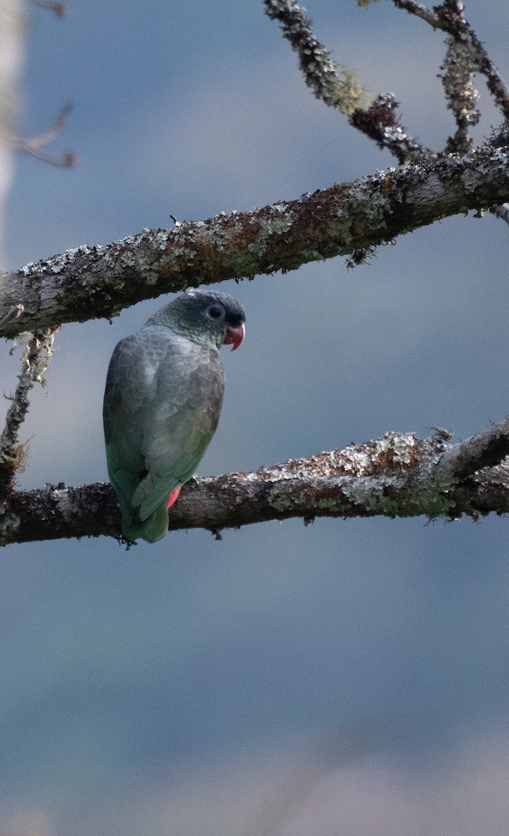 rødnebbpapegøye - ML643433855