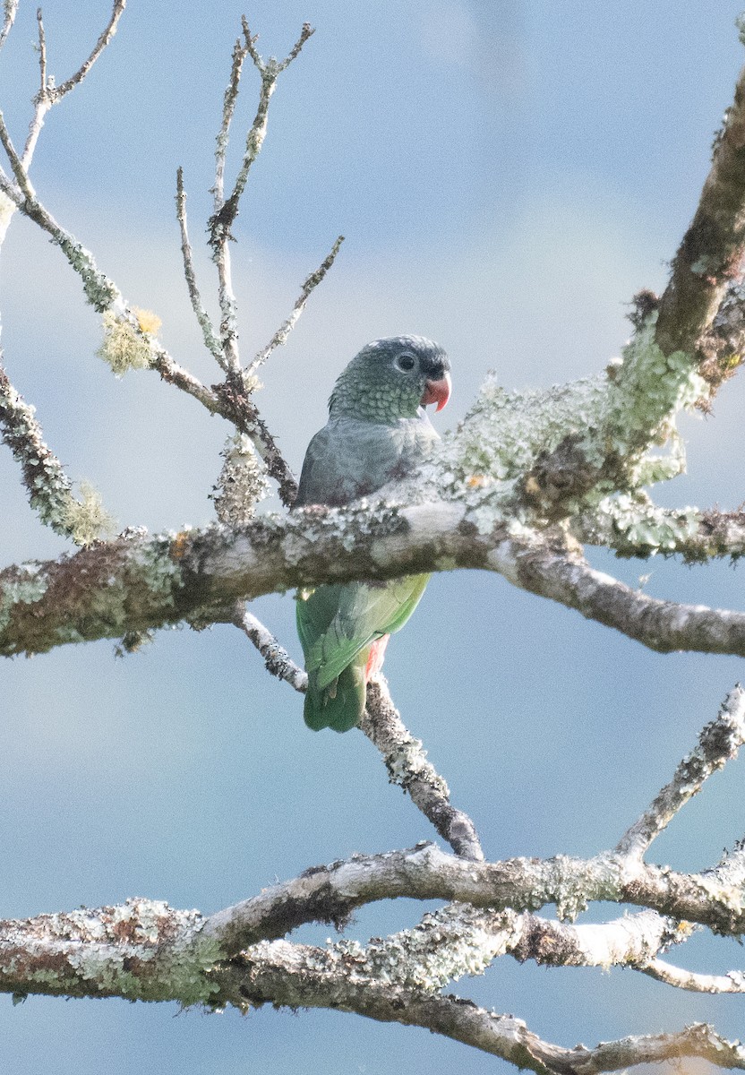 rødnebbpapegøye - ML643433856