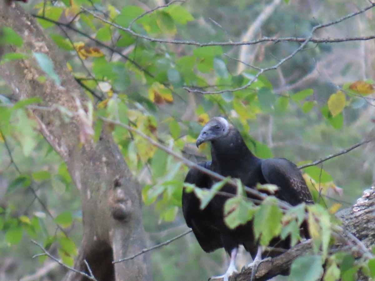 Turkey Vulture - ML643433863