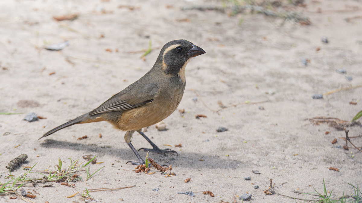 Golden-billed Saltator - ML643433864