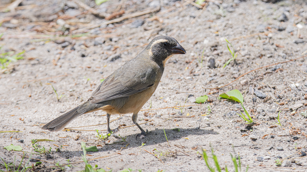Golden-billed Saltator - ML643433865
