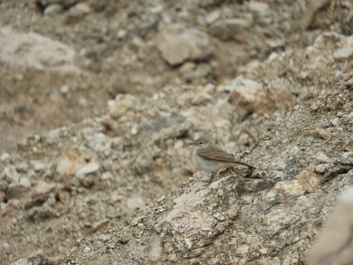 Spot-billed Ground-Tyrant - ML643433884