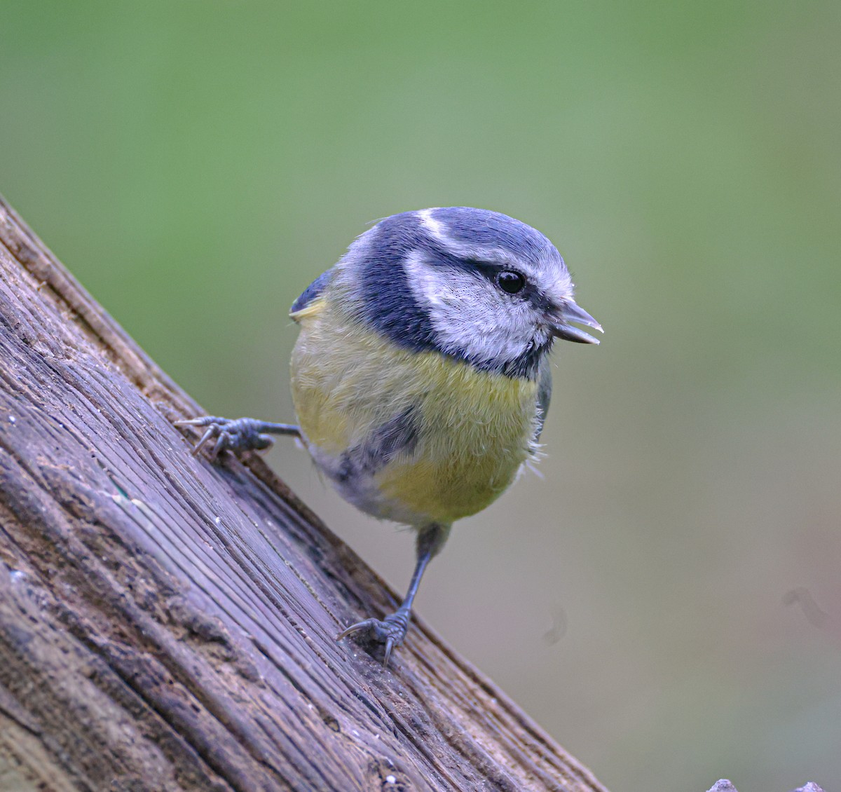 Eurasian Blue Tit - ML643433896