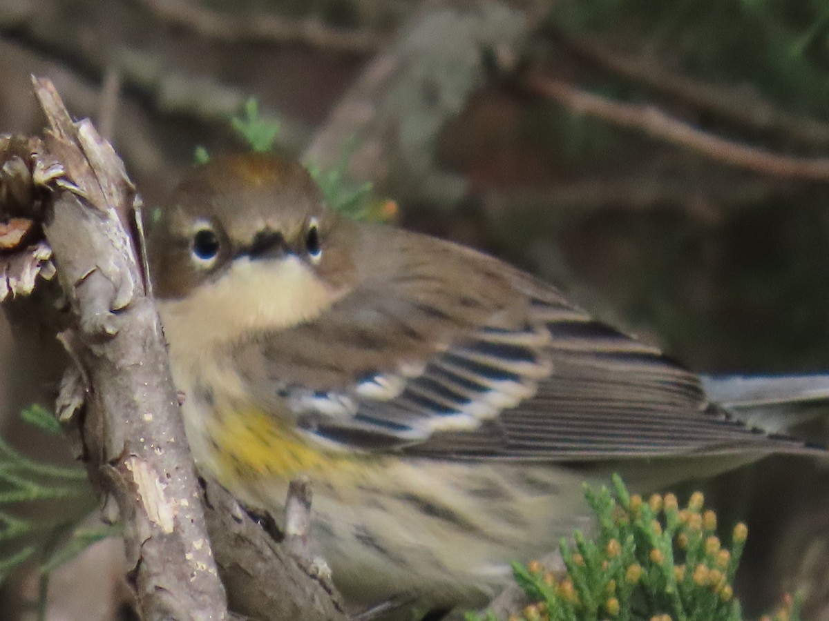 Yellow-rumped Warbler - ML643433925