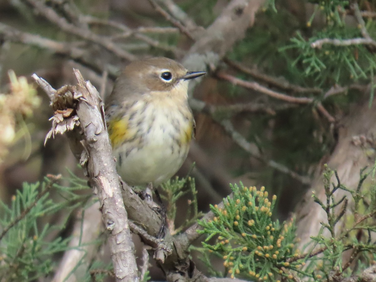 Yellow-rumped Warbler - ML643433926