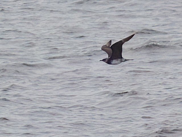 Parasitic Jaeger - ML643433944