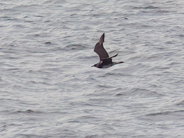 Parasitic Jaeger - ML643433948