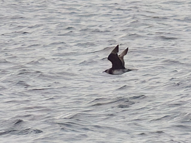 Parasitic Jaeger - ML643433950