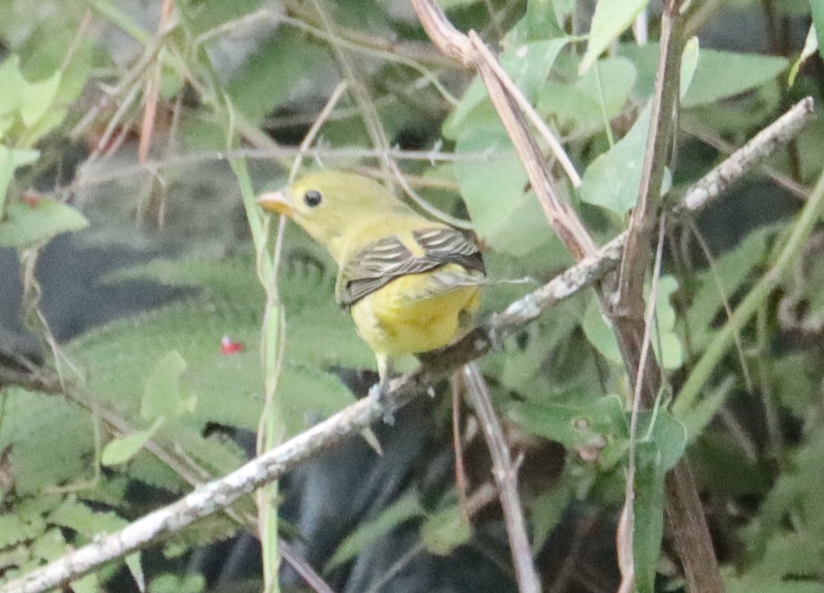 Scarlet Tanager - ML643433960