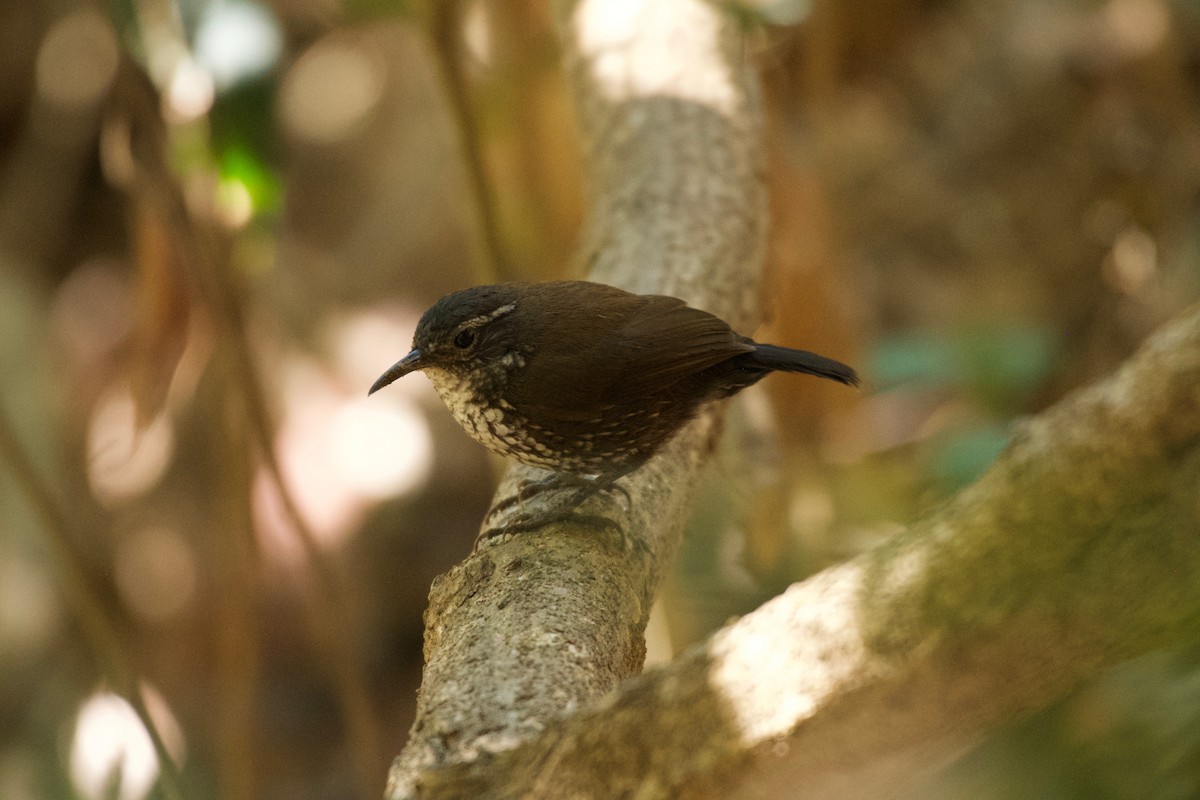 Sharp-tailed Streamcreeper - ML643433963