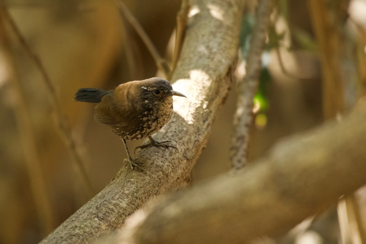 Sharp-tailed Streamcreeper - ML643433971