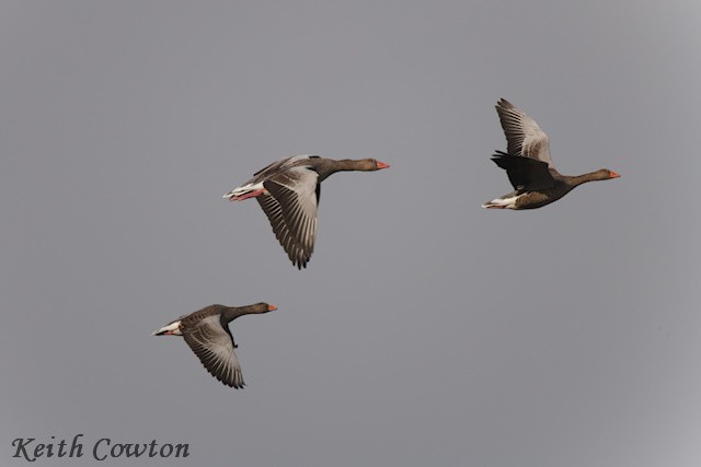Graylag Goose - ML643433982