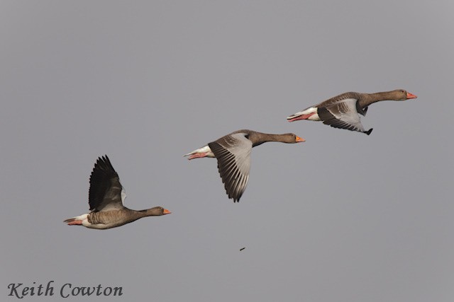Graylag Goose - ML643433983