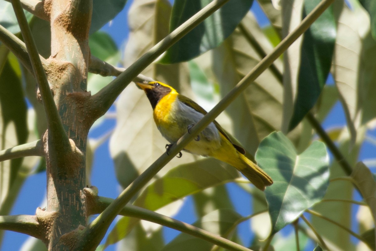 Guira Tanager - ML643434002
