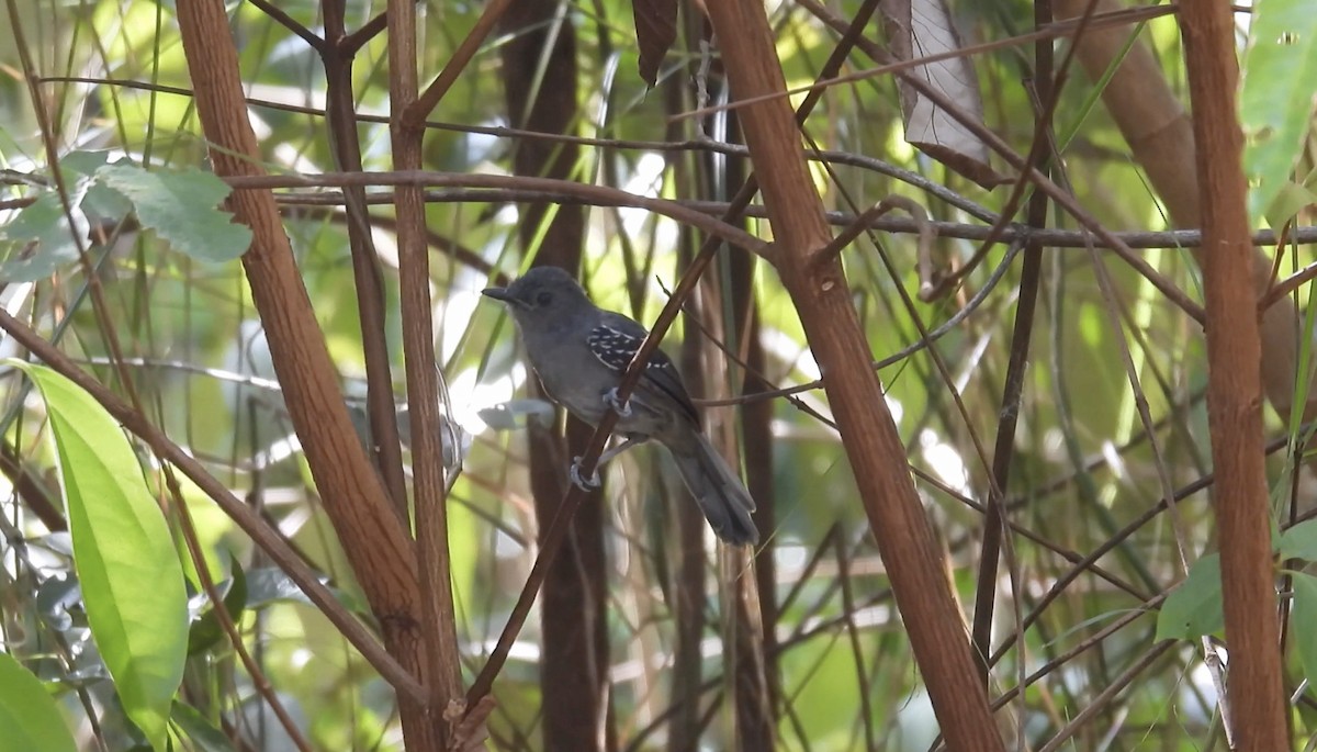 Dusky Antbird - ML643434004