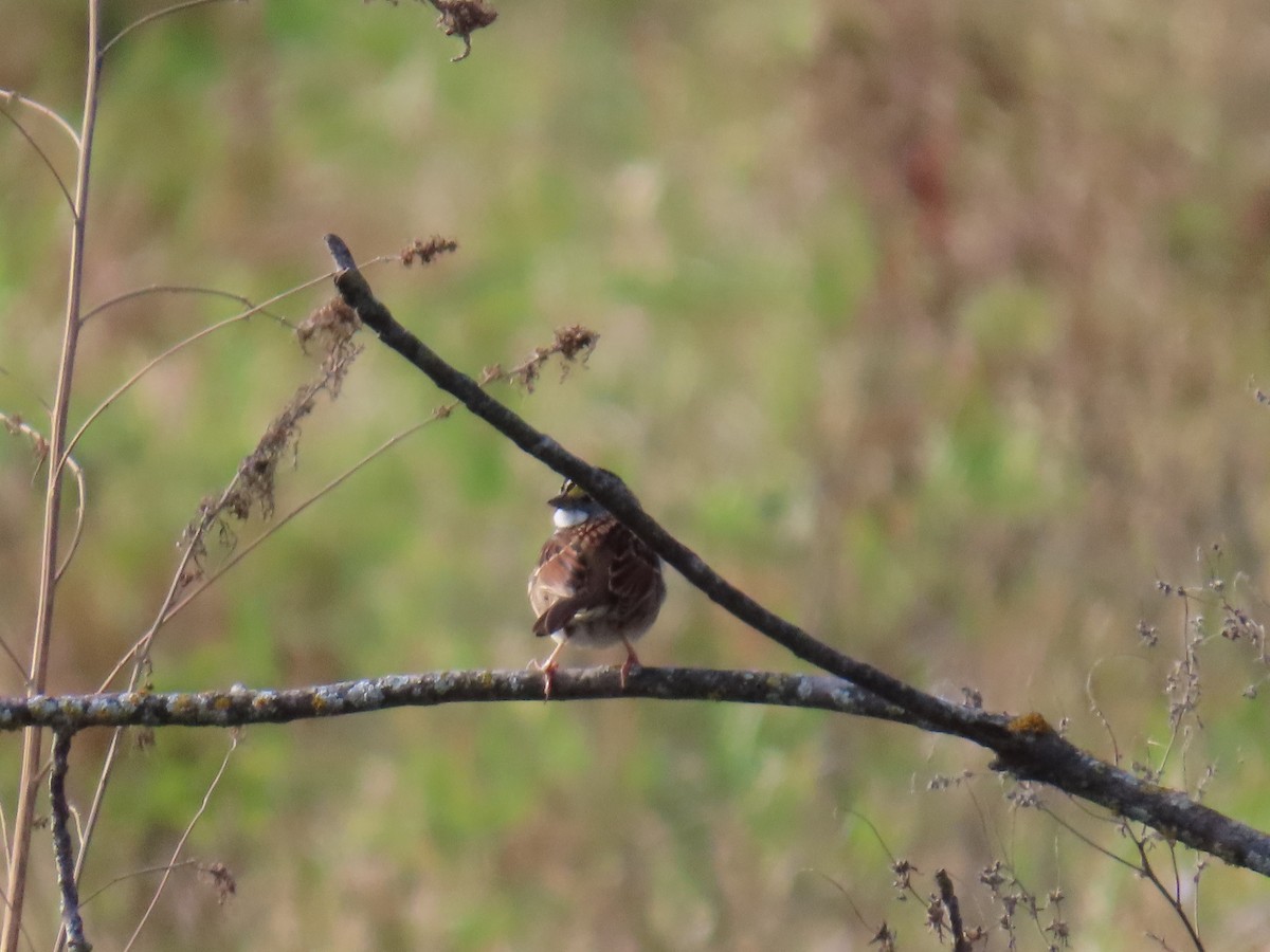 White-throated Sparrow - ML643434006