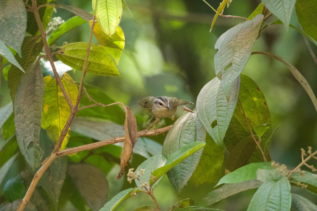 Goldhähnchen-Waldsänger - ML643434012