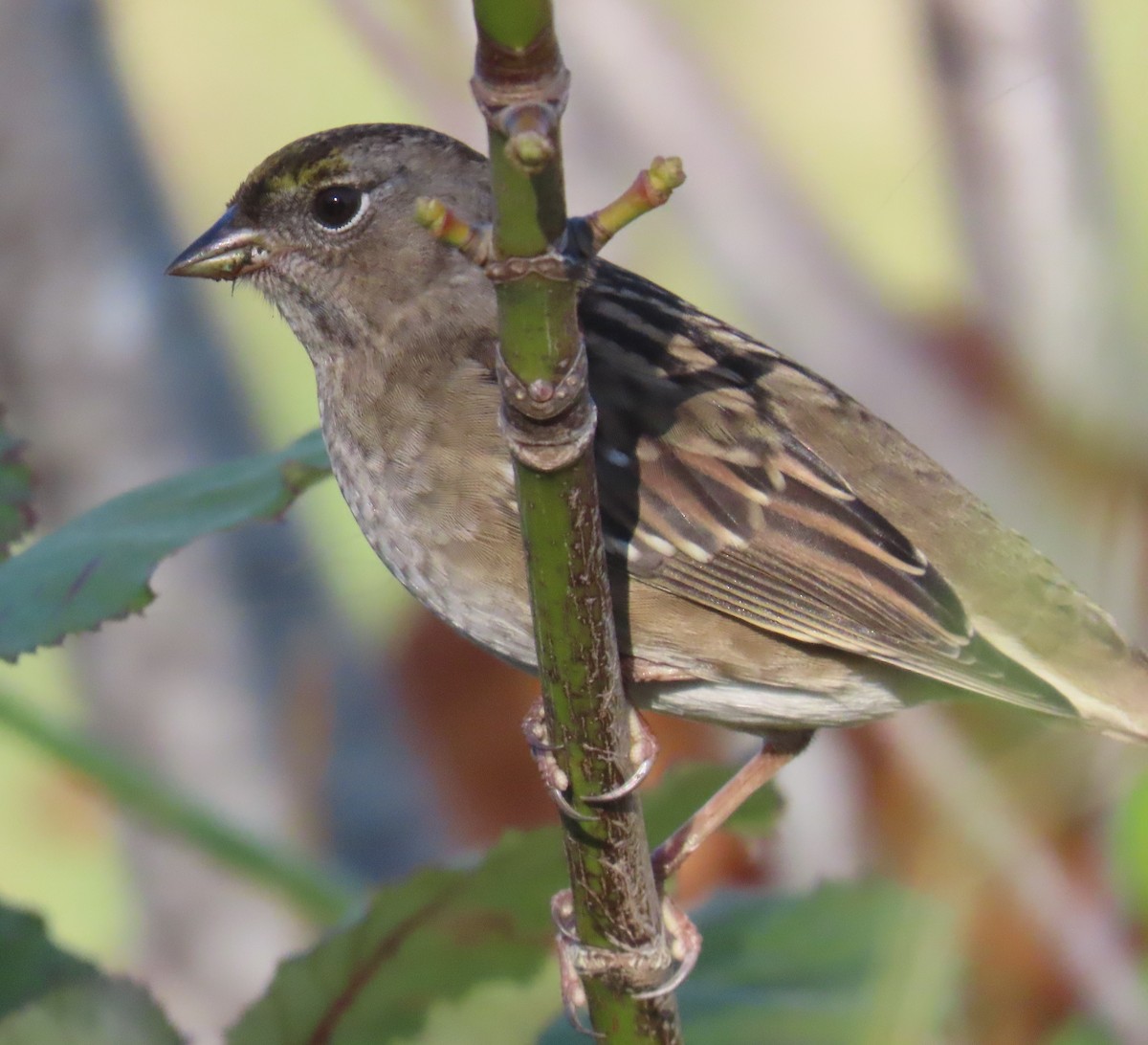 Golden-crowned Sparrow - ML643434018