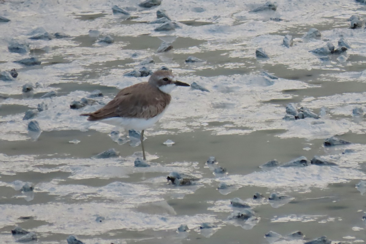 Greater Sand-Plover - ML643434044