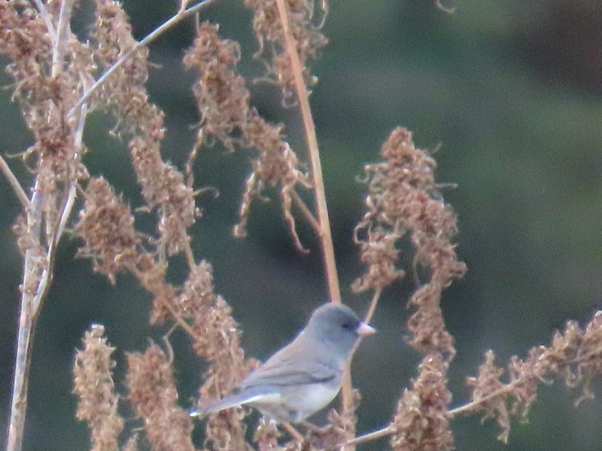 Dark-eyed Junco - ML643434057