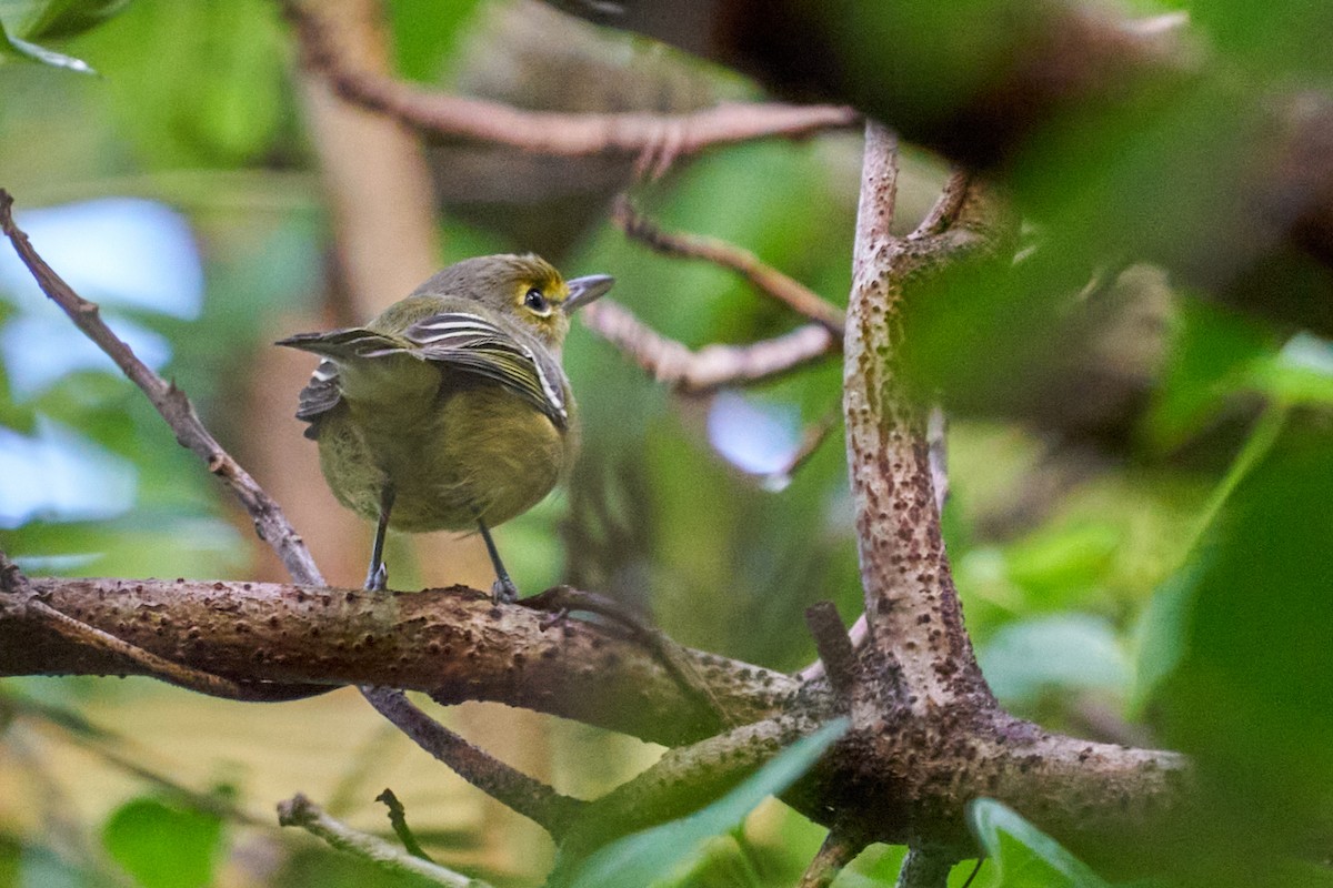 Thick-billed Vireo - ML643434062
