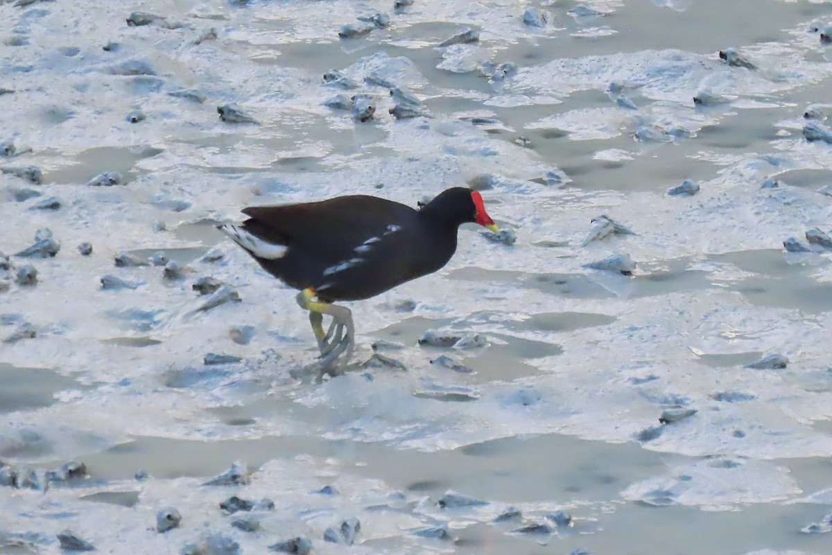Eurasian Moorhen - ML643434063