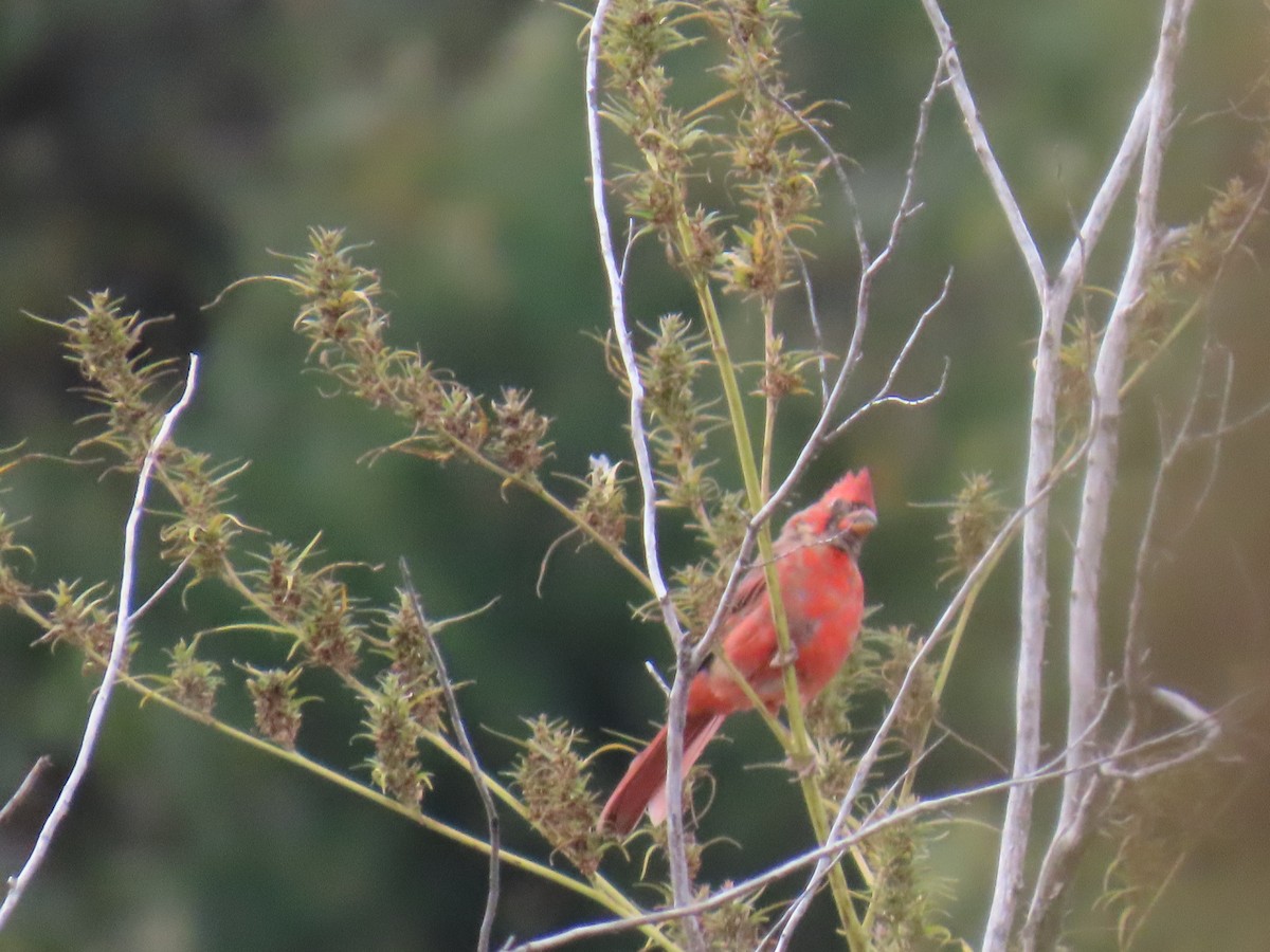 Northern Cardinal - ML643434066