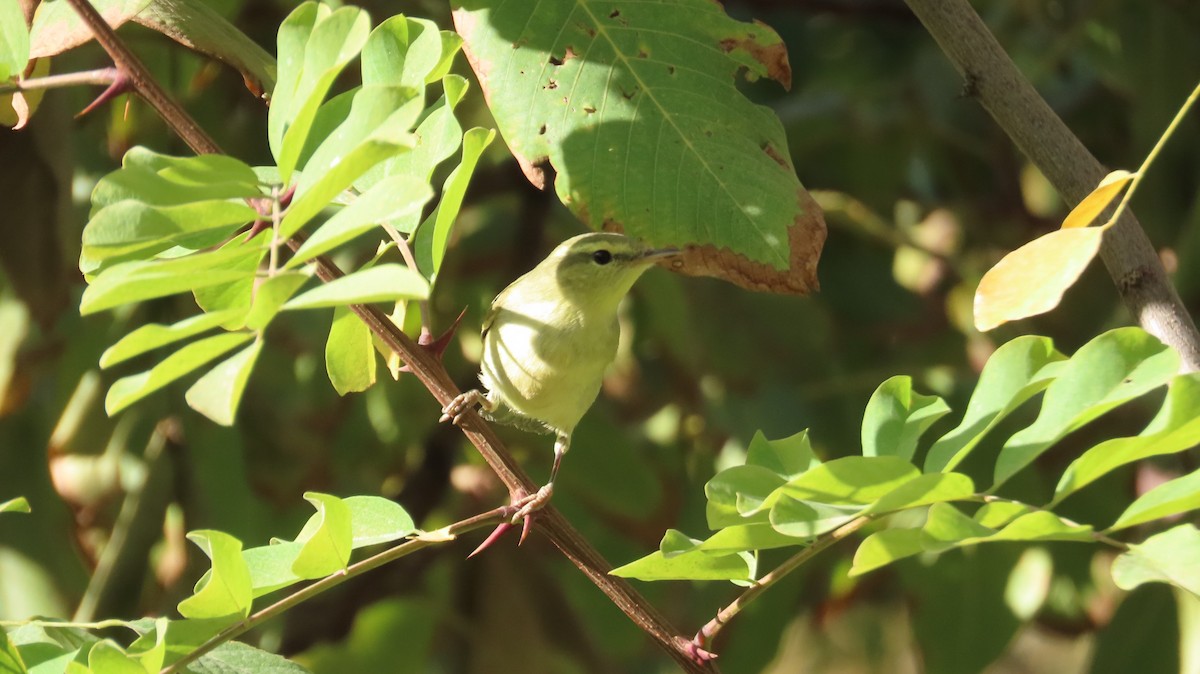 Green Warbler - ML643434067