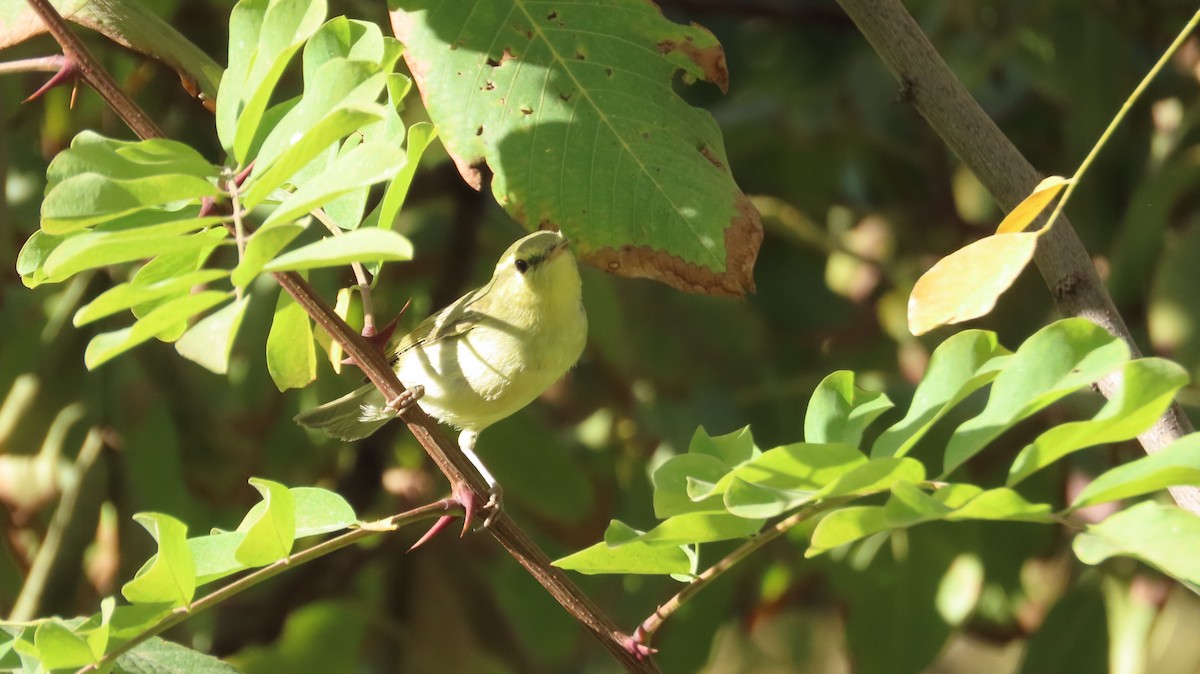 Green Warbler - ML643434068
