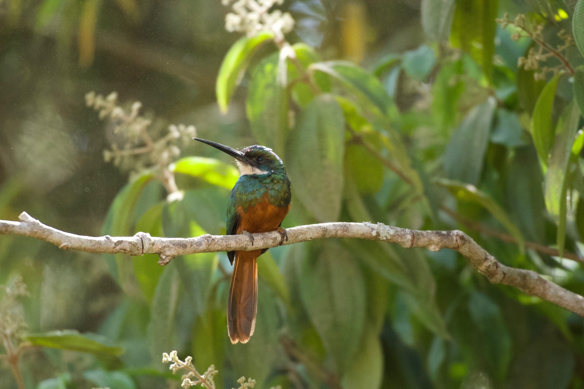Rufous-tailed Jacamar - ML643434081