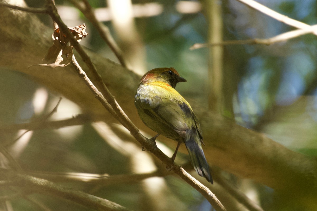 Helmeted Manakin - ML643434095