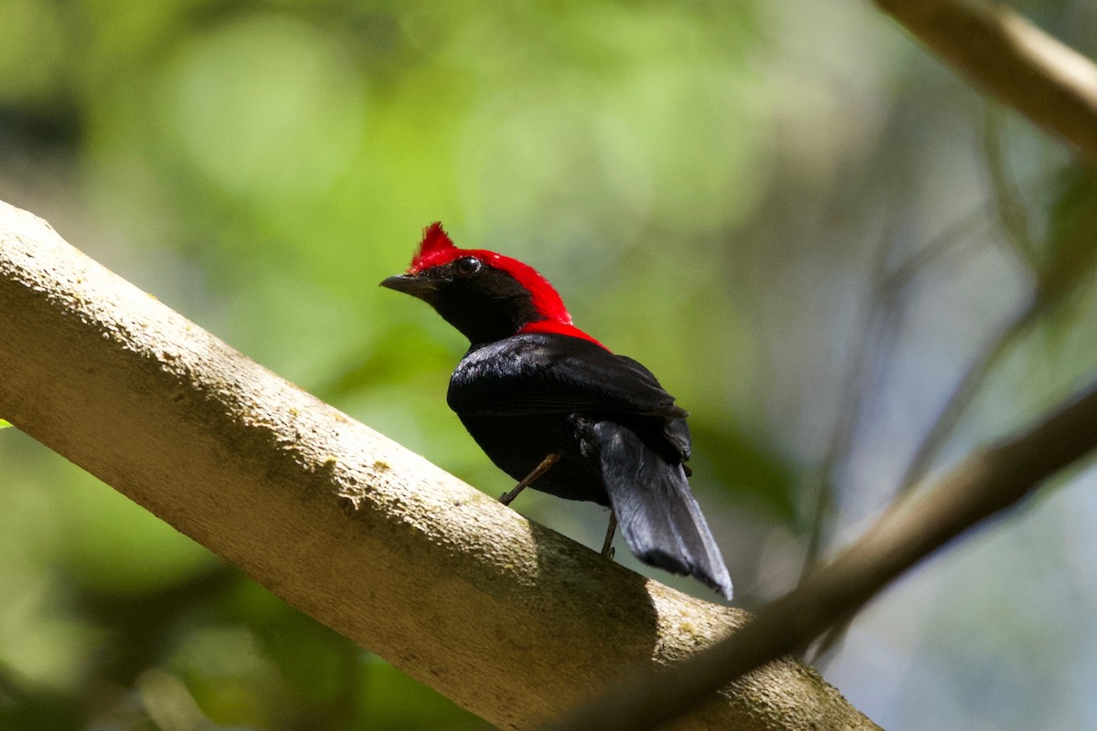 Helmeted Manakin - ML643434096