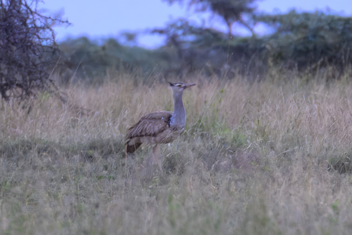 Kori Bustard - ML643434100