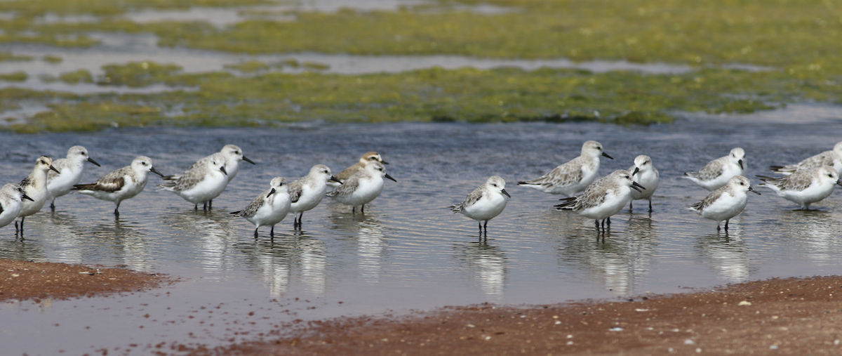 Sanderling - ML643434104