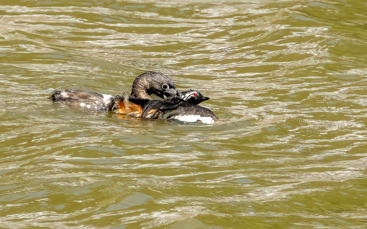 Pied-billed Grebe - ML643434107
