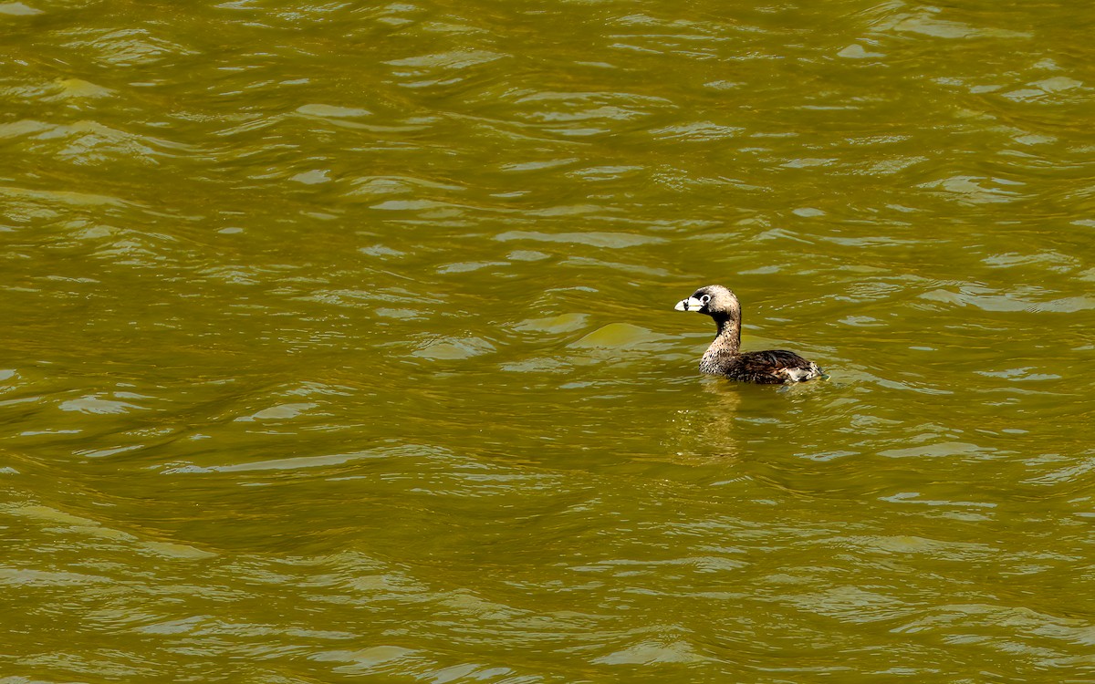 Pied-billed Grebe - ML643434108