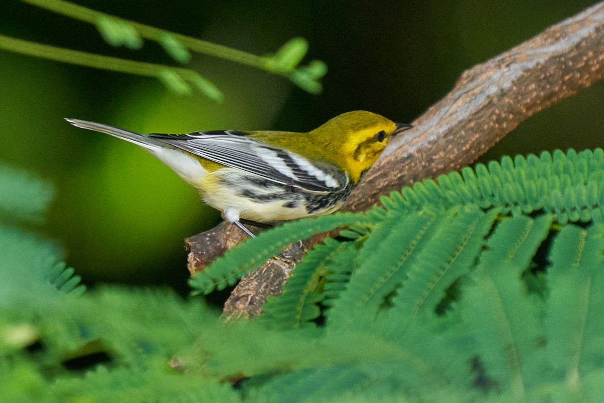 Black-throated Green Warbler - ML643434109