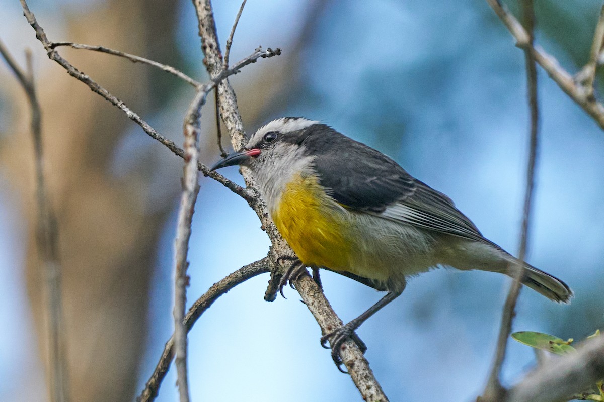 Bananaquit - ML643434117