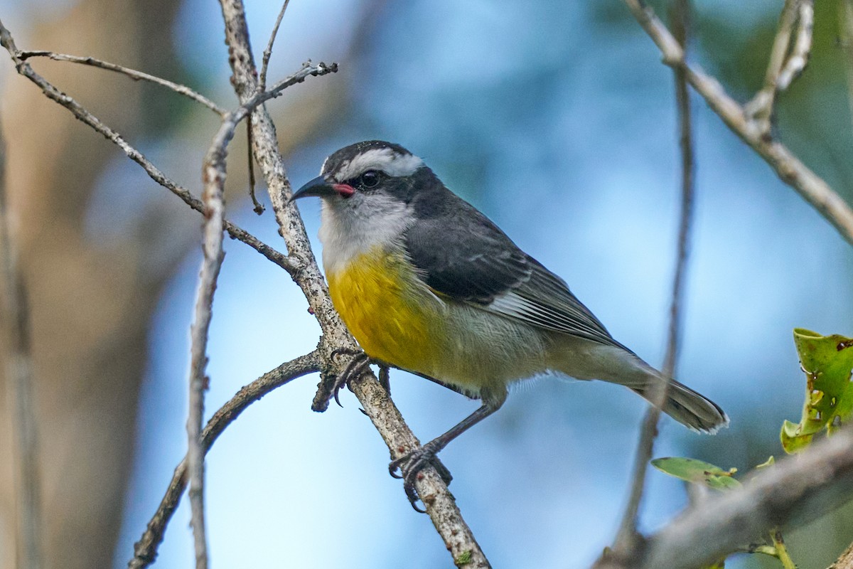 Bananaquit - ML643434118