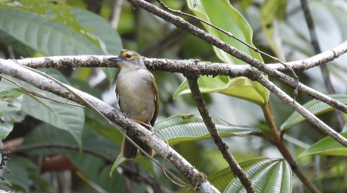 Fulvous-crested Tanager - ML643434119