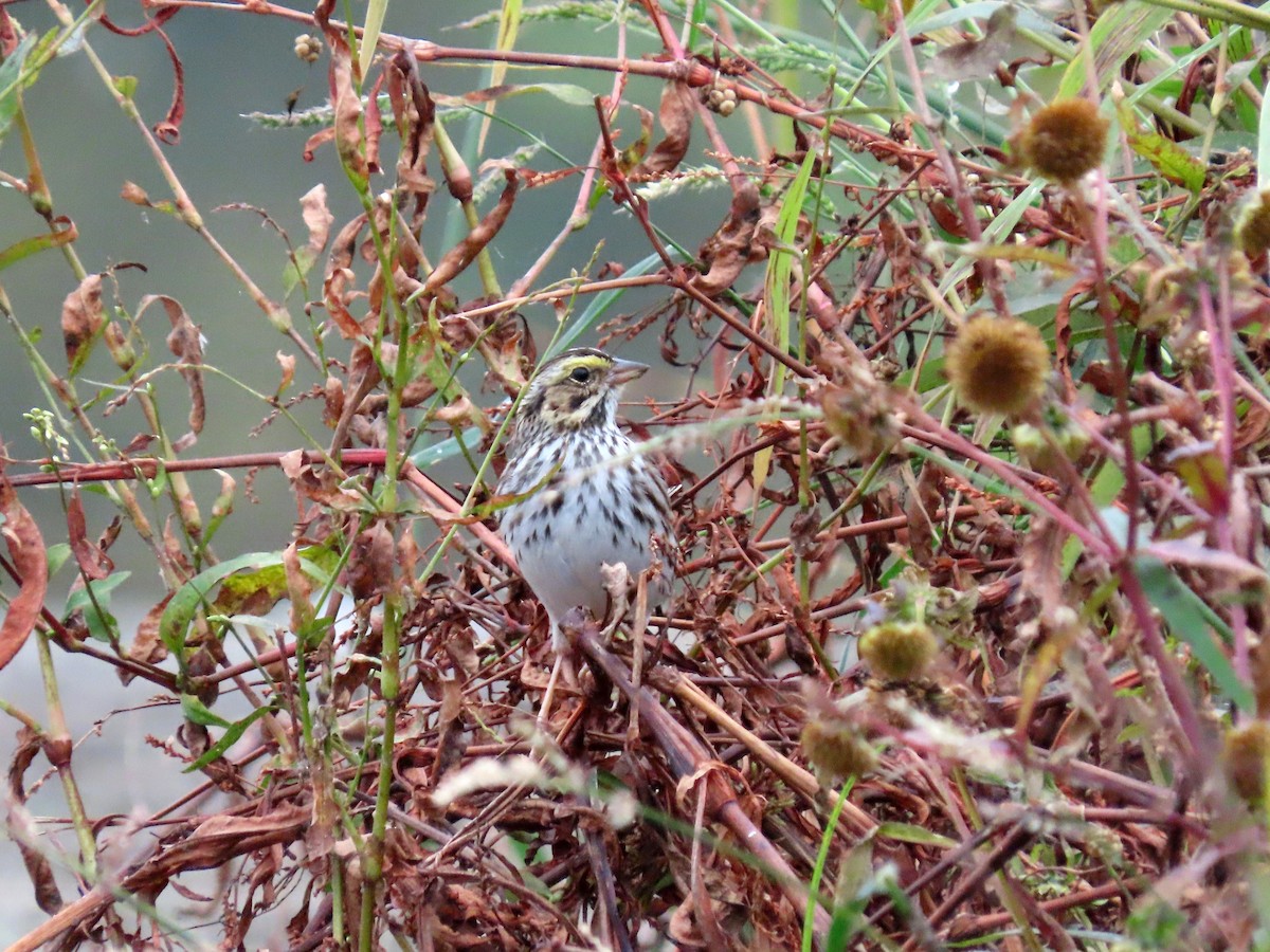 Savannah Sparrow - ML643434123