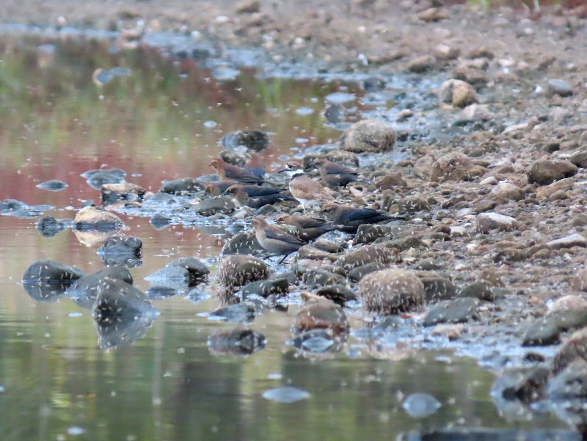 Rusty Blackbird - ML643434139