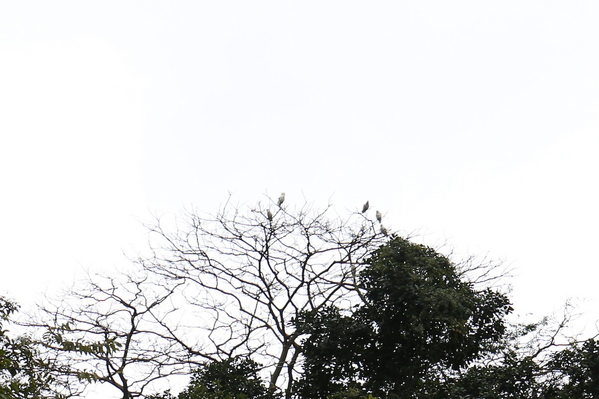 Yellow-crested Cockatoo - ML643434150