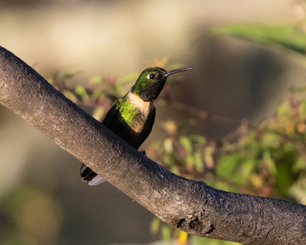 Amethyst-throated Sunangel - ML643434183