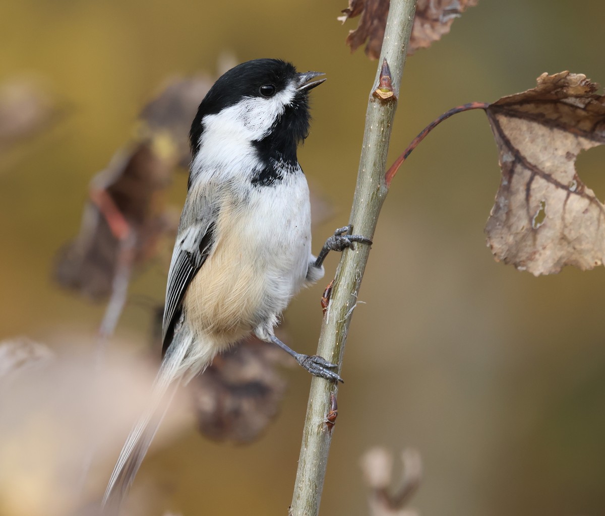 Black-capped Chickadee - ML643434187