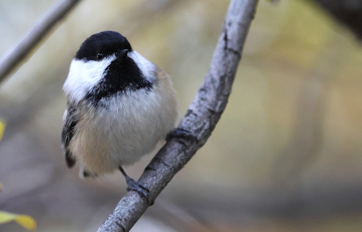 Black-capped Chickadee - ML643434188